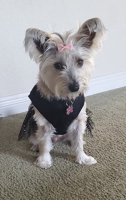  A dog dressed in a costume at a Just Believe Foundation event